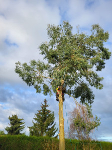 Photo de galerie - Abattage d'un eucalyptus