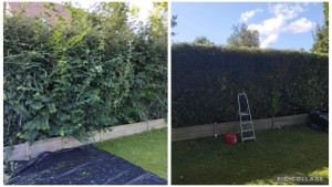 Photo de galerie - Haie qui n’a pas été beaucoup entretenu avec une hauteur de à peu près 2m