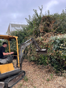 Photo de galerie - Arrachage d’une haie d’elaeagnus