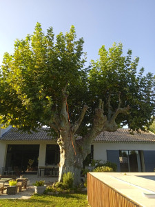 Photo de galerie - Elagage et coupe d'arbres