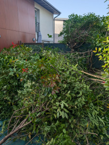 Photo de galerie - Elagage et coupe d'arbres