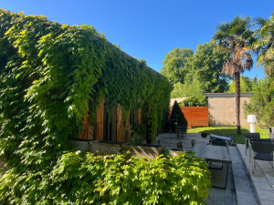 Photo de galerie - Vigne vierge à tailler ( Saint Didier au mont d’or ) 