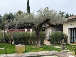 Photo de galerie - Taille d’Olivier en parasol