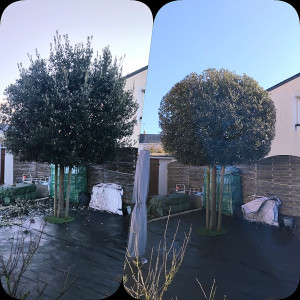 Photo de galerie - Taille d'un Chêne vert