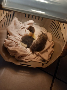 Photo de galerie - Garde animaux