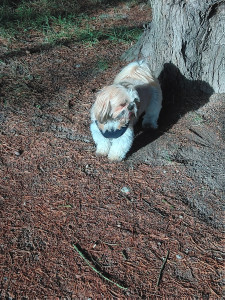 Photo de galerie - Promenade avec Kidji, gentil petit chien très joyeux. 