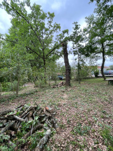 Photo de galerie - Abattage 