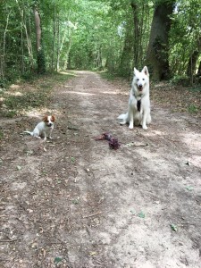 Photo de galerie - Voici une photo de réalisation proposée pour un Voisin