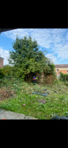 Photo de galerie - Elagage et coupe d'arbres