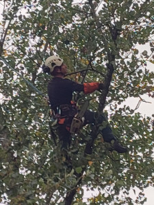 Photo de galerie - élagage 

