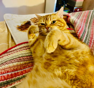 Photo de galerie - Garde animaux