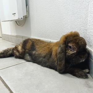 Photo de galerie - Cahuète