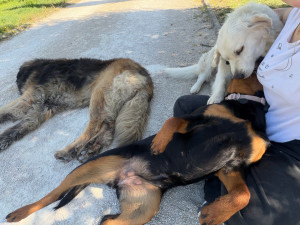 Photo de galerie - Otis, Nemo & Arya