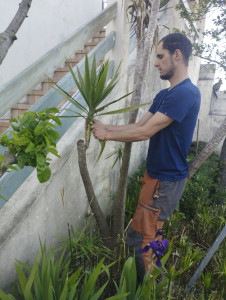 Photo de galerie - Entretien des plantes du jardin, ici, retrait des feuilles sèches sur Yucca.