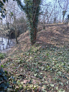 Photo de galerie - Debroussaillage de ronce 