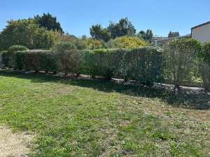 Photo de galerie - Taille de haie 