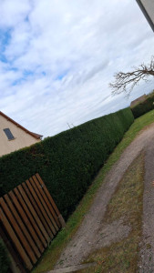 Photo de galerie - Taillage de haie sur 3 côté 
