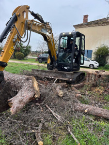 Photo de galerie - Elagage et coupe d'arbres