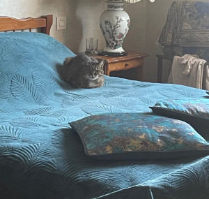 Photo de galerie - Garde chat