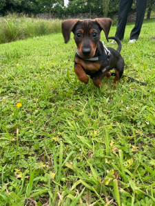 Photo de galerie - Mon chien