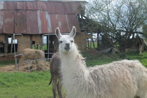 Photo de galerie - A la ferme, on trouve des lamas