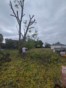 Photo de galerie - Elagage et coupe d'arbres