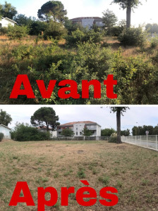 Photo de galerie - Tonte de pelouse