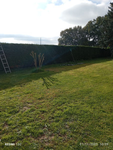 Photo de galerie - Taille d'une haie