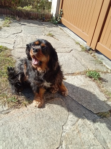 Photo de galerie - Garde chien