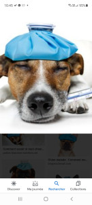 Photo de galerie - La garde de votre chien se fait à la maison et non dans un box, je prendrais soin de ne pas rompre ses habitudes quotidiennes pendant votre absence. 
