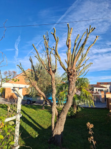 Photo de galerie - ÉLAGAGE 