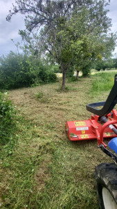 Photo de galerie - Tonte de pelouse - Débroussaillage