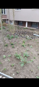 Photo de galerie - Paysagiste - Aménagement du jardin