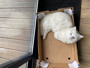 Photo de galerie - Mon chat Thor qui prend la pose dans une caisse en carton 