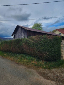 Photo de galerie - 40m de haie en sapin et rabattage de 3 m ! 