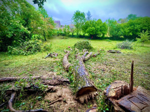 Photo de galerie - Elagage et coupe d'arbres