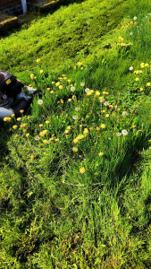 Photo de galerie - Tonte de pelouse