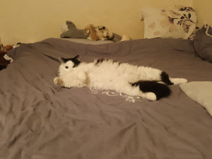 Photo de galerie - Garde de Sushi