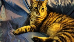 Photo de galerie - Garde chat