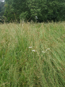 Photo de galerie - Herbe très haute 