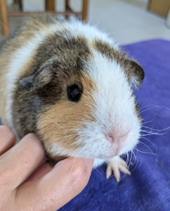 Photo de galerie - Garde animaux