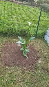 Photo de galerie - Plantation d'un arôme 