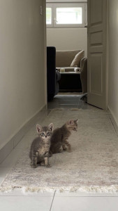 Photo de galerie - Mes petit chat 