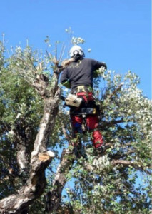 Photo de galerie - Elagage de tout type d’arbre 
