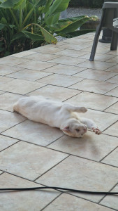 Photo de galerie - Garde chat