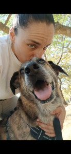 Photo de galerie - Mon malinois