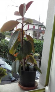 Photo de galerie - Propose plante où vous s avez des plantes chez  vous partez je vous propose de mais service 