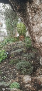 Photo de galerie - Massif méditerranéen sur soisy sur Seine.
Plante couvre sol #cycas #olivier ?
Création 100 % NATIONAL GARDEN'S 
