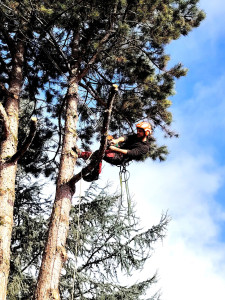 Photo de galerie - Démontage d'un pin d'Autriche. 