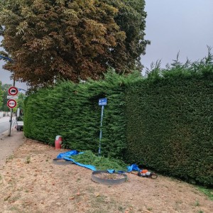 Photo de galerie - Taille de haies et d'arbustes